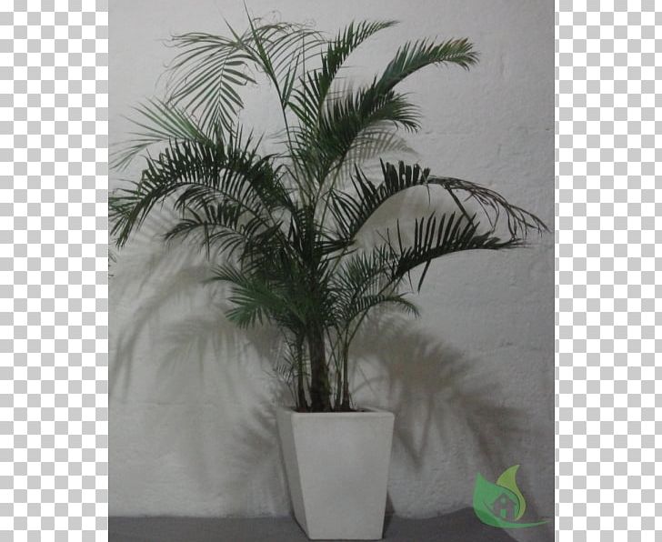 Asian Palmyra Palm Flowerpot Date Palm Coconut Houseplant PNG, Clipart, Areca, Arecaceae, Arecales, Asian Palmyra Palm, Borassus Free PNG Download