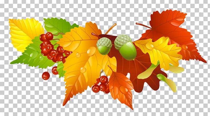 Autumn Leaf PNG, Clipart, Autumn, Autumn Leaf Color, Download, Flower, Food Free PNG Download