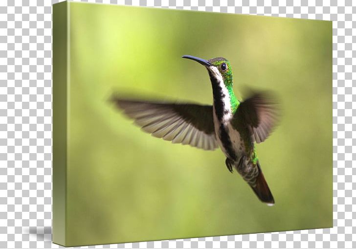 Hummingbird Fauna Pollinator Beak PNG, Clipart, Animals, Beak, Bird, Fauna, Hummingbird Free PNG Download