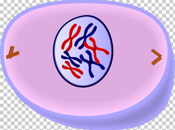 prophase metaphase