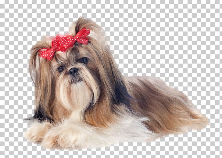 Shih Tzu Yorkshire Terrier Maltese Dog Puppy Standard Schnauzer PNG, Clipart, Animals, Biewer Terrier, Breed, Carnivoran, Chinese Imperial Dog Free PNG Download