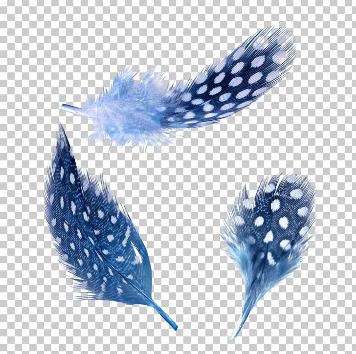 Blue Feather White PNG, Clipart, Animals, Blue, Blue Abstract, Blue Background, Blue Feather Free PNG Download