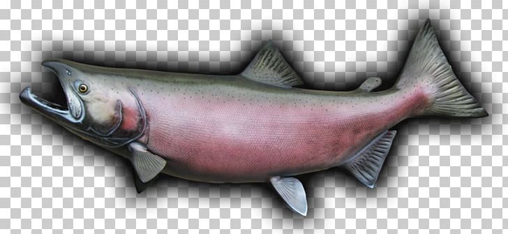 Coho Salmon Chinook Salmon Oily Fish PNG, Clipart, Anatomy, Animals, Chinook Salmon, Coho, Coho Salmon Free PNG Download
