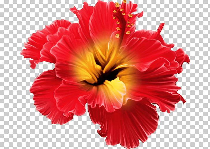 Flower Tropics Floral Design PNG, Clipart, Annual Plant, Autocad Dxf, Clip Art, Cut Flowers, Desktop Wallpaper Free PNG Download