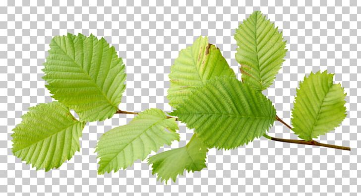Leaf Encapsulated PostScript PNG, Clipart, Autumn, Autumn Leaf Color, Autumn Leaves, Branch, Desktop Wallpaper Free PNG Download