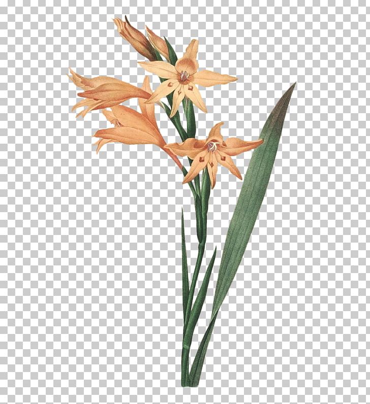 Choix Des Plus Belles Fleurs Botanical Illustration Painting Art PNG, Clipart, Art, Artist, Botanical Illustration, Botany, Cartoon Free PNG Download