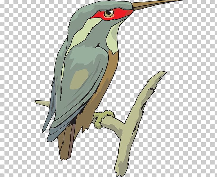 Common Kingfisher PNG, Clipart, Beak, Belted Kingfisher, Biak Paradise Kingfisher, Bird, Common Kingfisher Free PNG Download