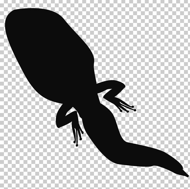 Frog Silhouette Tadpole Amphibian PNG, Clipart, 889, Amphibian, Animals, Beak, Black And White Free PNG Download