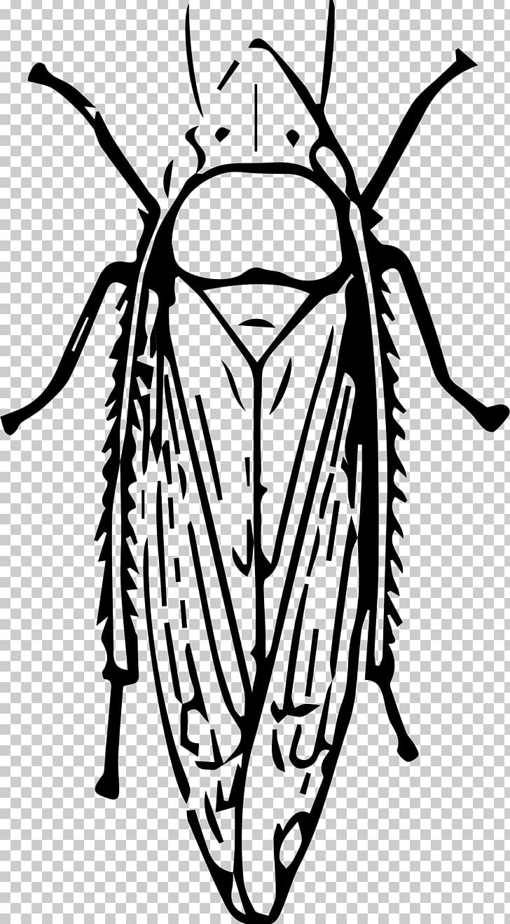 Insect Leafhopper PNG, Clipart, Animals, Artwork, Black And White, Bocek, Bug Free PNG Download
