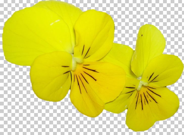 Pansy Herbaceous Plant PNG, Clipart, Flower, Flowering Plant, Herbaceous Plant, Miscellaneous, Others Free PNG Download