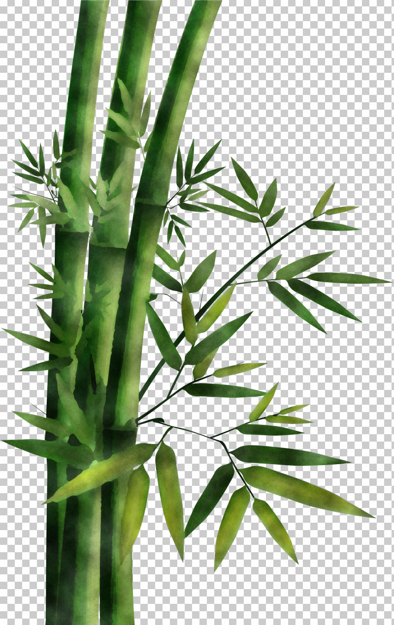An Illustrative Outline Sketch Of A Bamboo Tree On A White Background  Drawing Vector PNG Image And Clipart Image For Free Download - Lovepik |  380532278