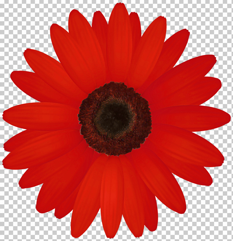 Flower Barberton Daisy Petal Gerbera Red PNG, Clipart, Annual Plant, Asterales, Barberton Daisy, Cut Flowers, Daisy Family Free PNG Download