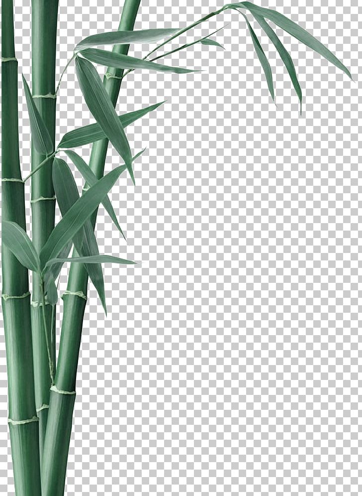 Bamboo Charcoal Activated Carbon Bamboo Textile PNG, Clipart, Background Green, Bamboo, Charcoal, Christmas Decoration, Cleanser Free PNG Download