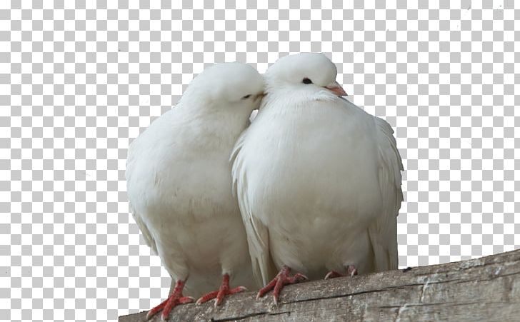 Columbidae Lovebird Domestic Pigeon Squab PNG, Clipart, 1080p, Animals, Beak, Bird, Display Resolution Free PNG Download