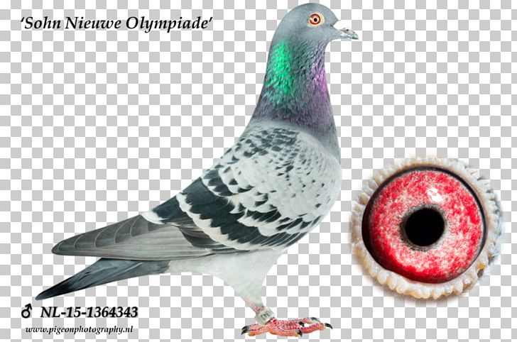 Columbidae Pigeon Racing Noyon Beak Ellisons Academy PNG, Clipart, 2017, Beak, Bird, Columbidae, Father Free PNG Download