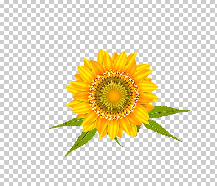 Common Sunflower Car Wall Decal Transvaal Daisy PNG, Clipart, Car, Common Sunflower, Daisy Family, Decal, Flower Free PNG Download