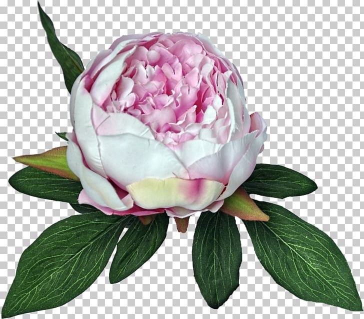 Peony Cabbage Rose Cut Flowers PNG, Clipart, Cicek Resimleri, Cut Flowers, Flower, Flowering Plant, Guller Free PNG Download