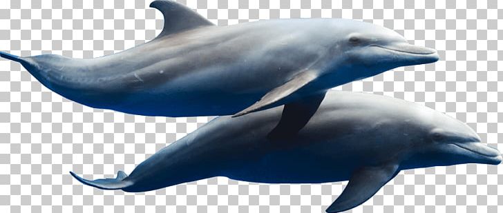 Spinner Dolphin Short-beaked Common Dolphin Common Bottlenose Dolphin Striped Dolphin Rough-toothed Dolphin PNG, Clipart, Animals, Cetacea, Fauna, Mammal, Marine Biology Free PNG Download