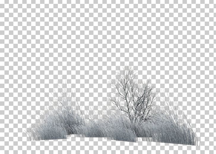 Stock Photography Fur Winter White PNG, Clipart, Black And White, Branch, Branching, Fur, Grass Free PNG Download