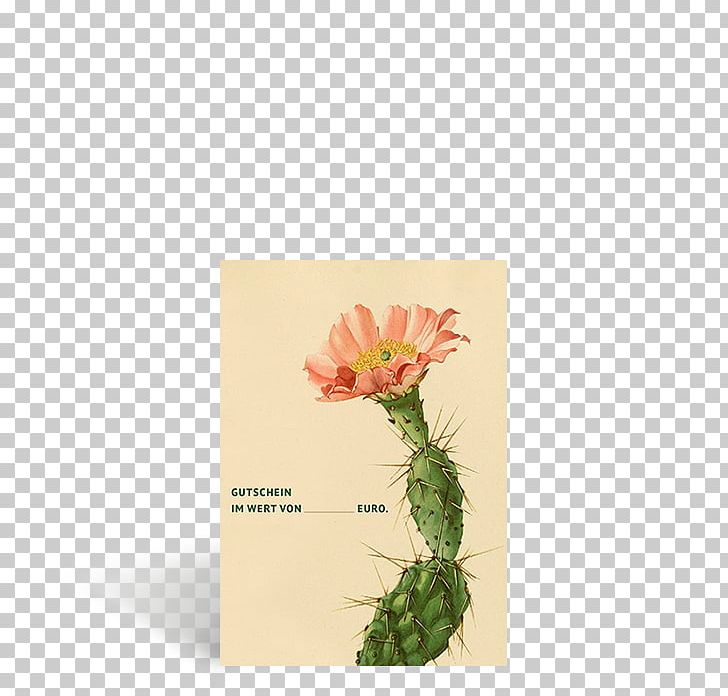 The Cactaceae Botany New York Botanical Garden Opuntia Fragilis PNG, Clipart, Botanical Illustration, Botany, Cactaceae, Cactus, Flora Free PNG Download