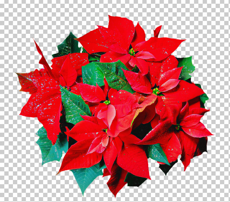Flower Red Poinsettia Leaf Plant PNG, Clipart, Flower, Leaf, Petal, Plant, Poinsettia Free PNG Download