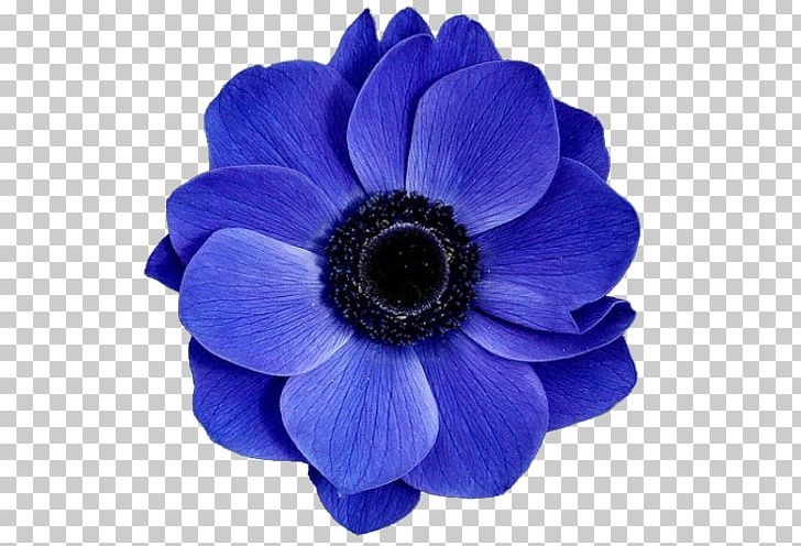 Blue Flower Rose PNG, Clipart, Anemone, Blue, Blue Flower, Blue Rose, Cobalt Blue Free PNG Download