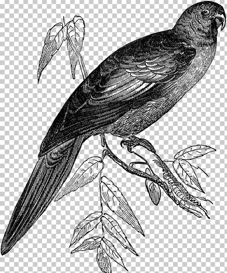 Hawk Finches Bird Buzzard Beak PNG, Clipart, Bag, Beak, Bird, Bird Of Prey, Black And White Free PNG Download