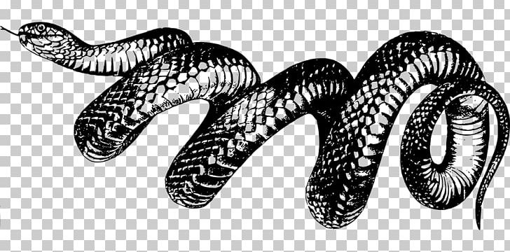 Snake T-shirt PNG, Clipart, 3d Animation, Animal, Animals, Animation, Anime  Character Free PNG Download
