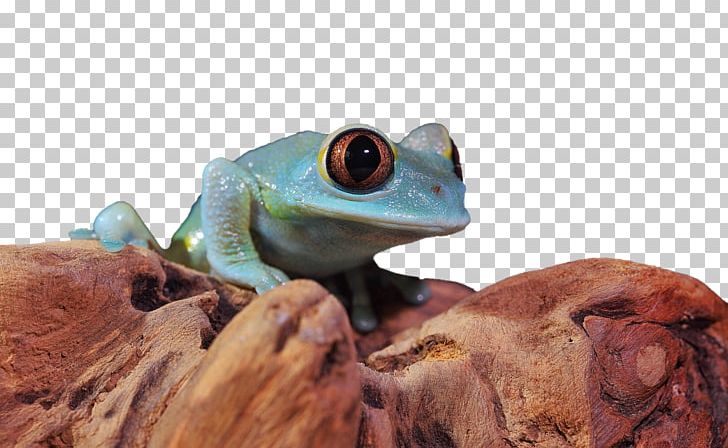 Tree Frog True Frog PNG, Clipart, Amphibian, Amphibians, Animal, Animals, Biological Free PNG Download