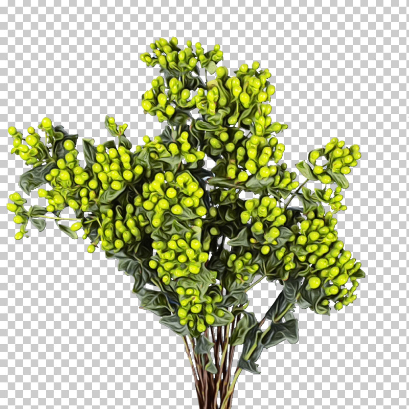 Branch Cut Flowers Shrub Flower PNG, Clipart, Branch, Cut Flowers, Flower, Paint, Shrub Free PNG Download