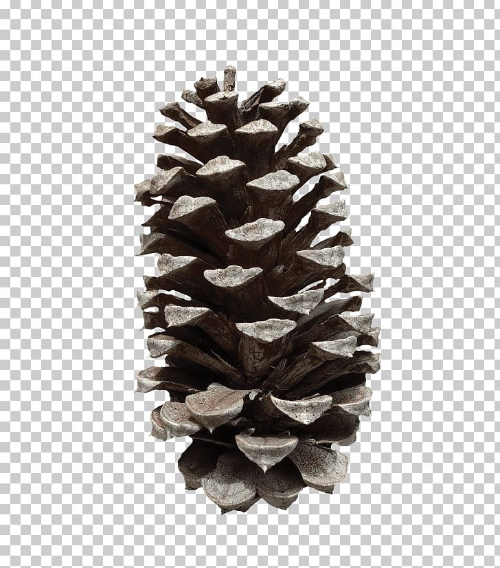 Conifer Cone Fir Portable Network Graphics Loblolly Pine PNG, Clipart, Cone, Conifer, Conifer Cone, Conifers, Fir Free PNG Download