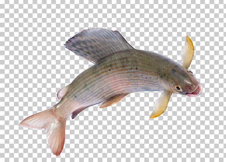 Arctic Grayling Salmonids Dolly Varden Trout PNG, Clipart, Animals, Animal Source Foods, Arctic Char, Arctic Grayling, Bony Fish Free PNG Download