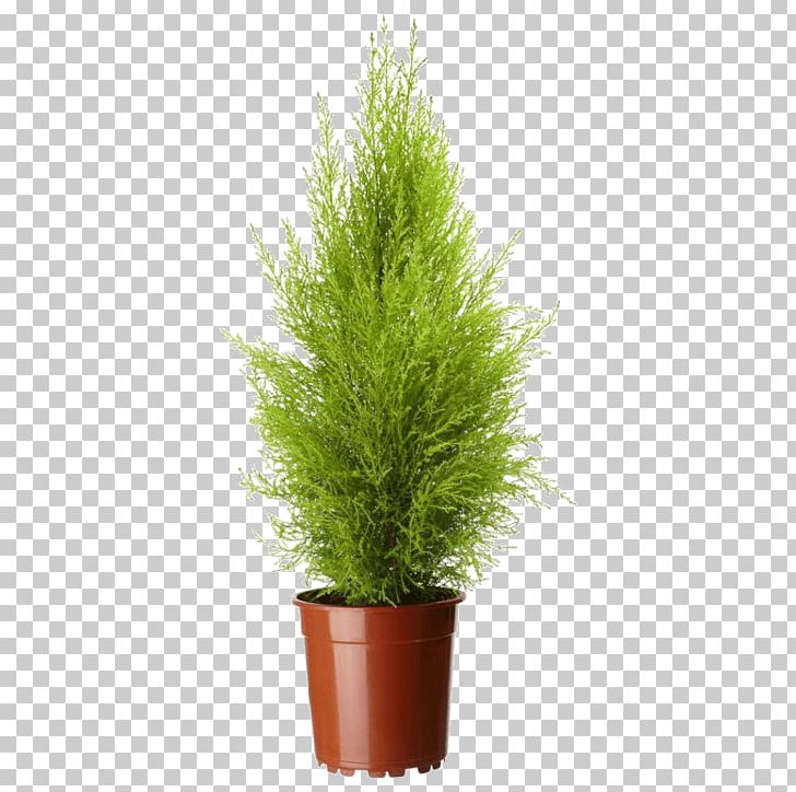 Lemon Cypress Mediterranean Cypress Leyland Cypress Cupressus Nootkatensis Cupressus Arizonica PNG, Clipart, Conifer, Conifers, Cupressus, Cupressus Macrocarpa, Cypress Free PNG Download