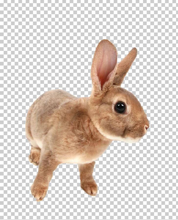 Mini Rex Netherland Dwarf Rabbit Domestic Rabbit PNG, Clipart, Animal, Animals, Domestic Rabbit, European Rabbit, Fauna Free PNG Download