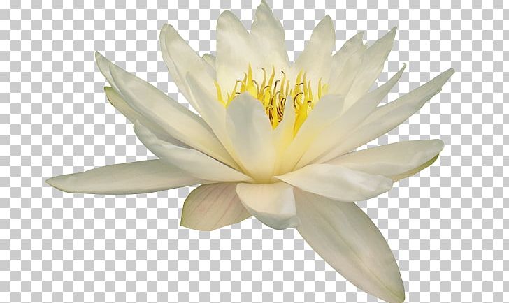 Nelumbo Nucifera Water Lily Flower PNG, Clipart, Aquatic Plant, Desktop Wallpaper, Epiphyllum, Flower, Flowering Plant Free PNG Download