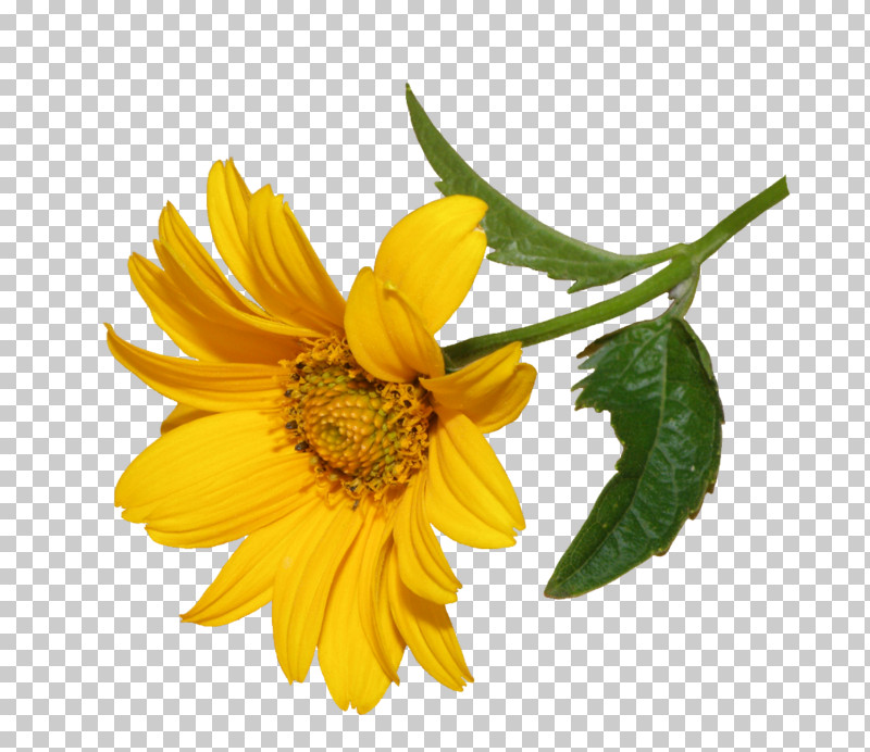 Sunflower PNG, Clipart, Calendula, Daisy Family, Euryops Pectinatus, Flower, Jerusalem Artichoke Free PNG Download