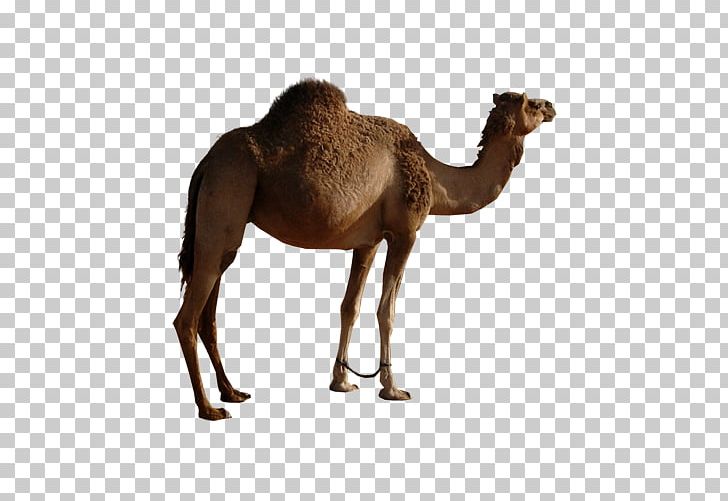 Bactrian Camel Dromedary Icon PNG, Clipart, Animals, Arabian Camel, Bactrian Camel, Camel, Encapsulated Postscript Free PNG Download