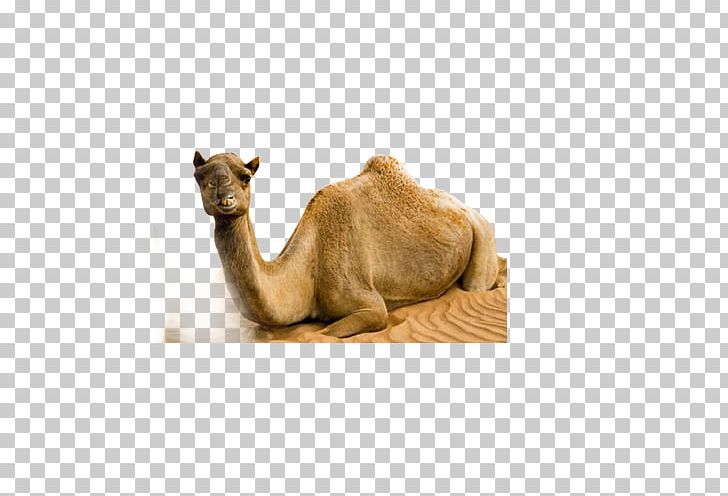 Dromedary Bactrian Camel Desert PNG, Clipart, Animal, Animals, Arabian Camel, Bactrian Camel, Camel Free PNG Download