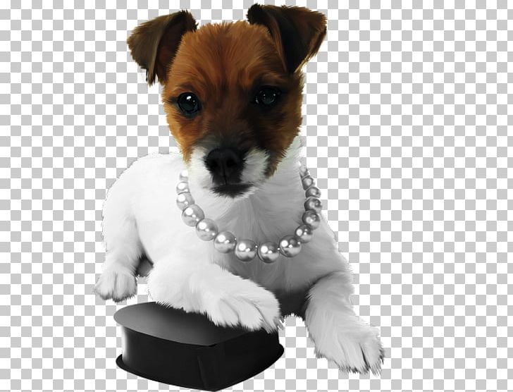 Jack Russell Terrier Parson Russell Terrier Miniature Fox Terrier Puppy Dog Breed PNG, Clipart, Animals, Backpack, Bag, Breed, Carnivoran Free PNG Download