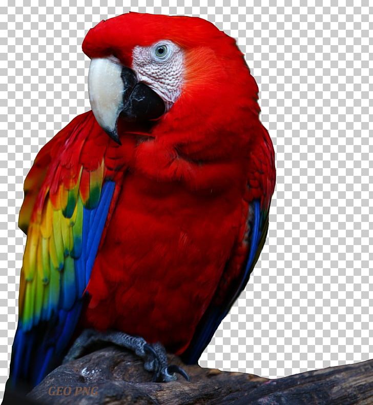 Parrot Bird Desktop High-definition Television 1080p PNG, Clipart, 1080p, Animals, Bird, Common Pet Parakeet, Computer Free PNG Download