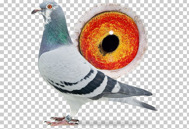 Racing Homer Columbidae Homing Pigeon Pigeon Racing Beak PNG, Clipart, Angerville, Beak, Bird, Blois, Bourges Free PNG Download