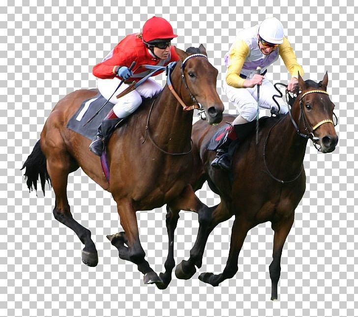 Thoroughbred The Kentucky Derby Epsom Derby Horse Racing Equestrian PNG, Clipart, Bridle, English Riding, Equestrian Sport, Horse, Horse Breed Free PNG Download