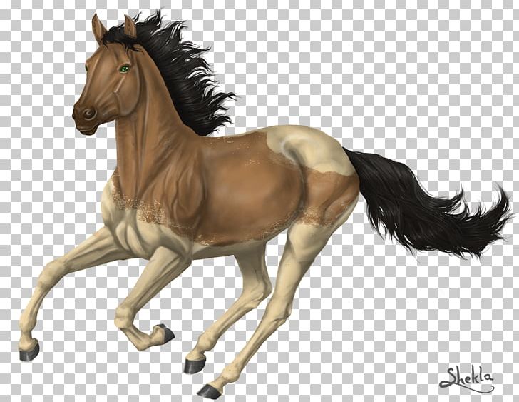 Mustang Thoroughbred Foal Stallion Colt PNG, Clipart, Canter And Gallop, Colt, Drawing, Dun Locus, Foal Free PNG Download