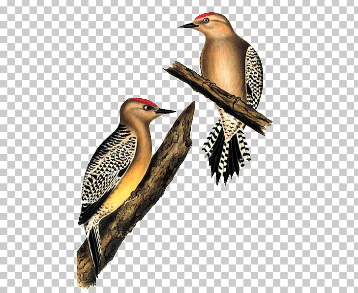 Woodpeckers Of The World Gila Woodpecker White Woodpecker Bird Stock Photography PNG, Clipart, Alamy, Animals, Beak, Bird, Coraciiformes Free PNG Download