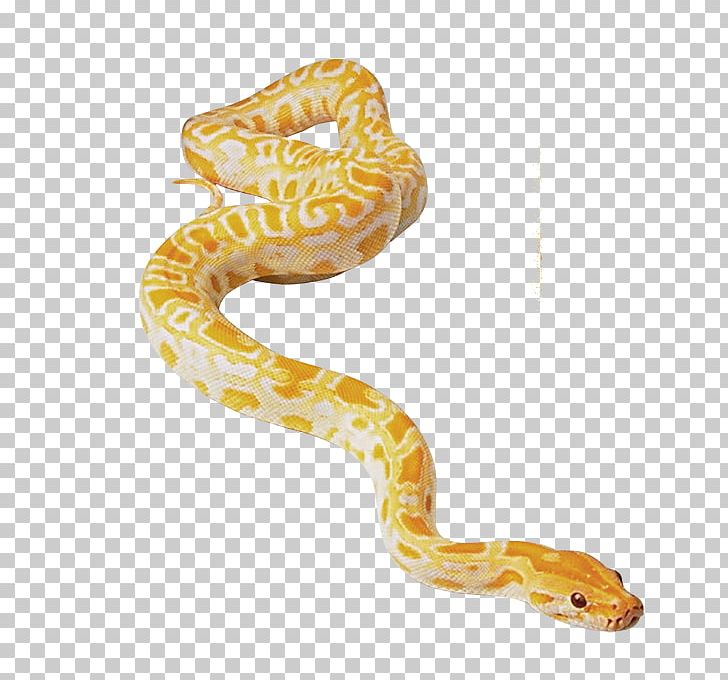 Snake Reptile Morelia Bredli Morelia Spilota Cheynei Green Anaconda PNG, Clipart,  Free PNG Download