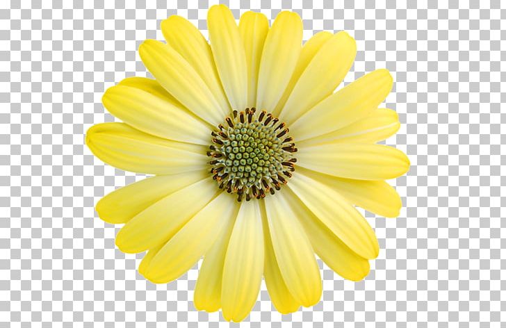 Common Daisy Transvaal Daisy Yellow PNG, Clipart, Annual Plant, Black And White, Chrysanths, Closeup, Common Daisy Free PNG Download