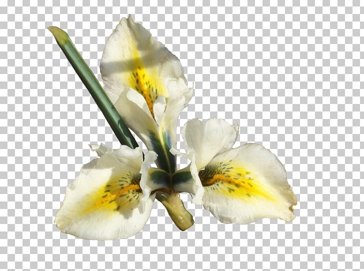 Cut Flowers Netted Iris Iris Pseudacorus Moth Orchids PNG, Clipart, Cut Flowers, Flower, Flowering Plant, Irises, Iris Pseudacorus Free PNG Download