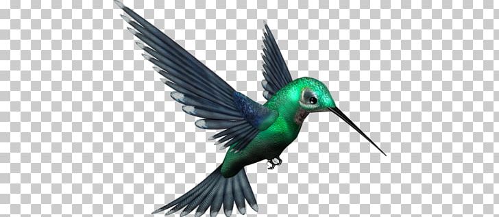 Hummingbird PNG, Clipart, Animal, Animals, Beak, Bird, Drawing Free PNG Download