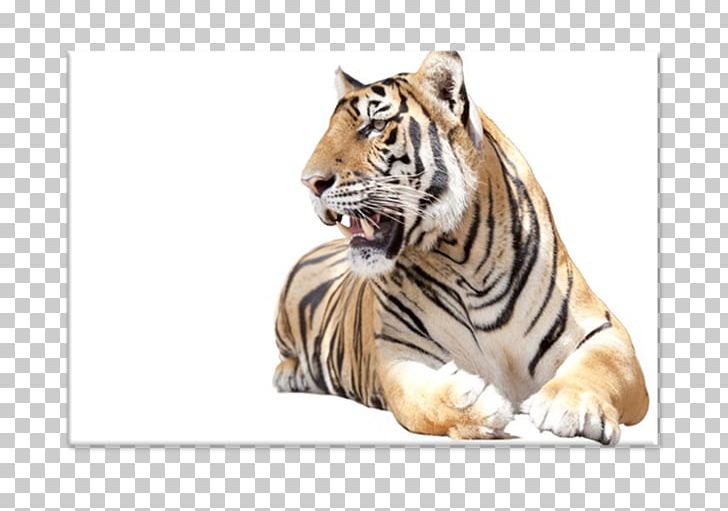 Tiger Stock Photography Installation Art PNG, Clipart, Animals, Big Cats, Carnivoran, Cat Like Mammal, Facial Expression Free PNG Download