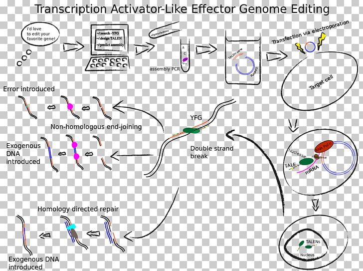 Transcription Activator-like Effector Nuclease Genome Editing Immune Checkpoint Genetics PNG, Clipart, Angle, Area, Cancer, Cancer Immunotherapy, Circle Free PNG Download